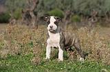 AMSTAFF  PUPPIES 053